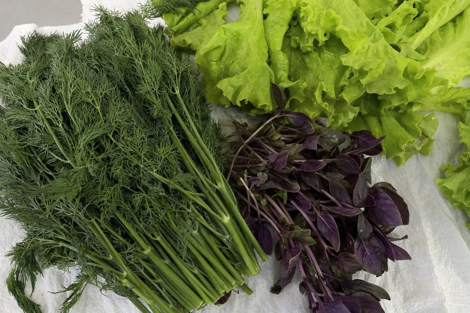 Как хранить зелень