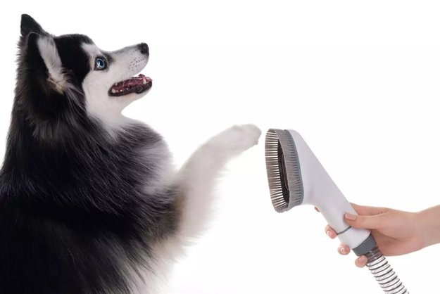 Пылесос для груминга Haier PetPure M Pro в Тюмени (preview 8)