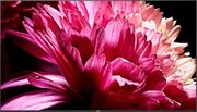 Телевизор Sony KD-75XG9505 фото 3 в Тюмени