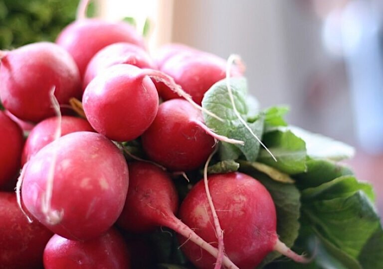 Можно ли, как и сколько хранить редиску в холодильнике Можно ли, как и сколько хранить редиску в холодильнике